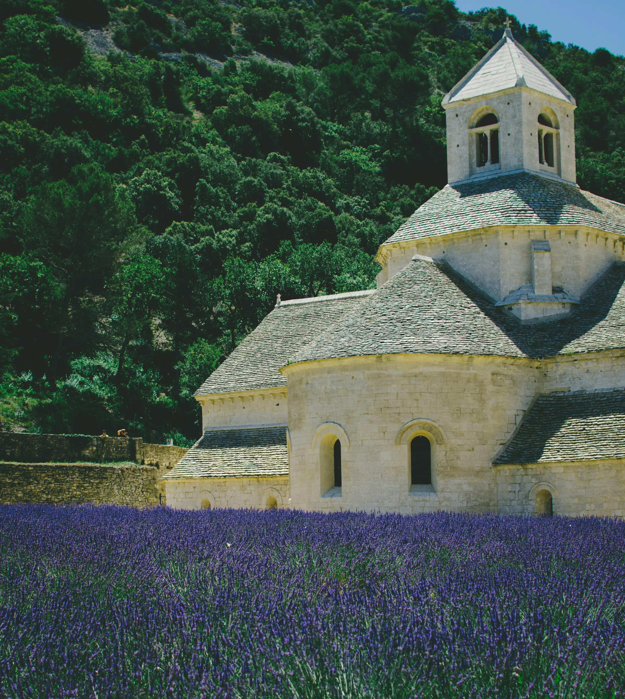 Champ de lavande en Provence