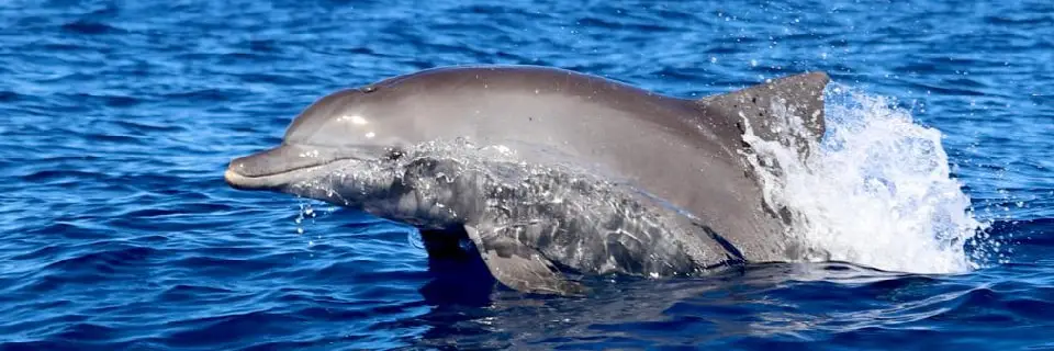 Dauphins Réunion