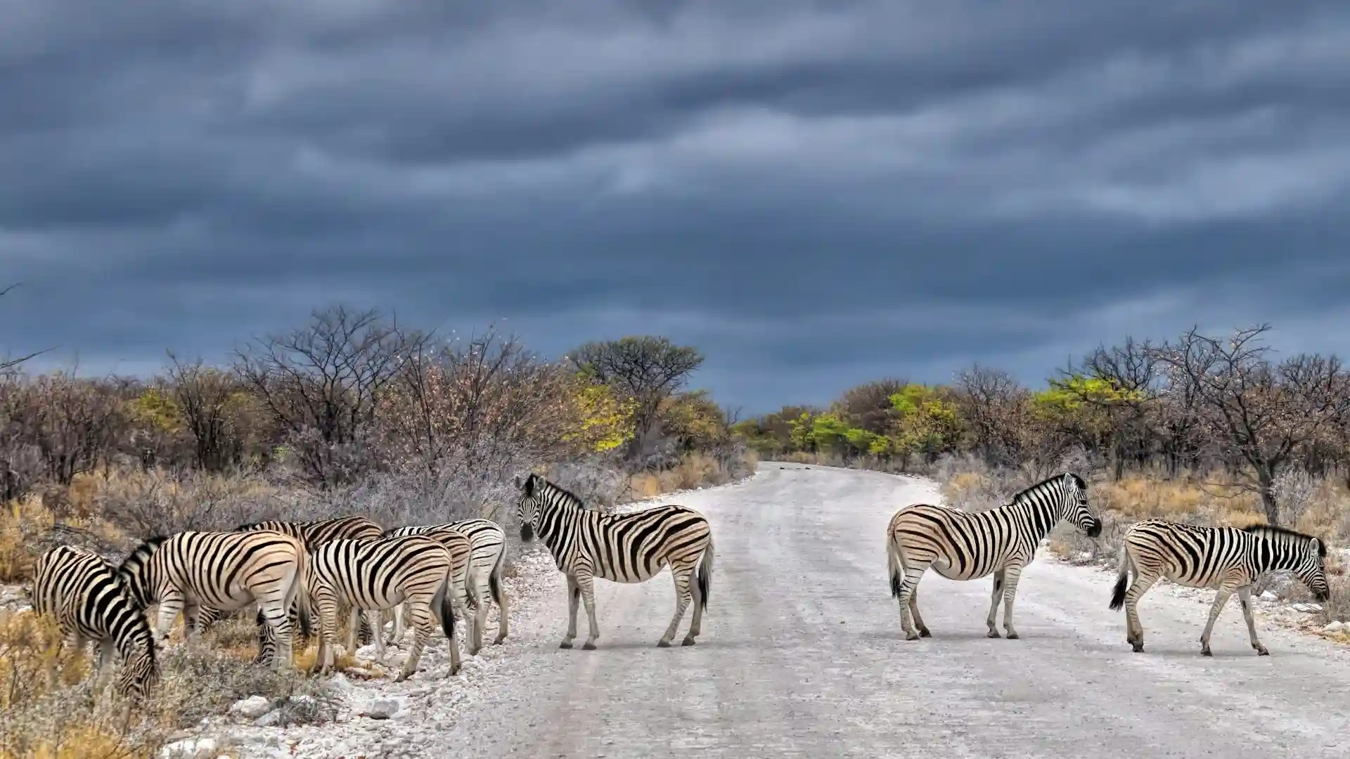 Etosha Namibie